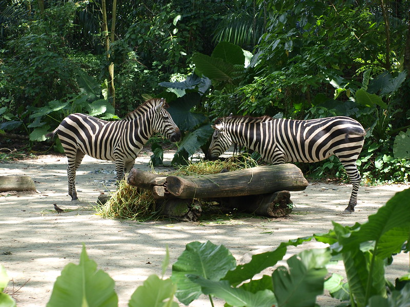 シンガポール動物園は人気の観光スポット！アクセスや見どころなどを